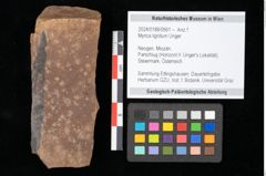 Foto (Objekt + Etikett) von Myrica lignitum Unger (NHMW-GEO-2024-0188-0561)
